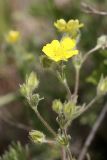 Potentilla soongorica