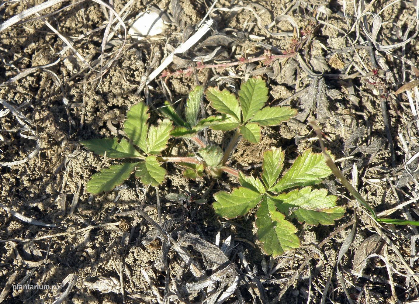 Image of genus Potentilla specimen.