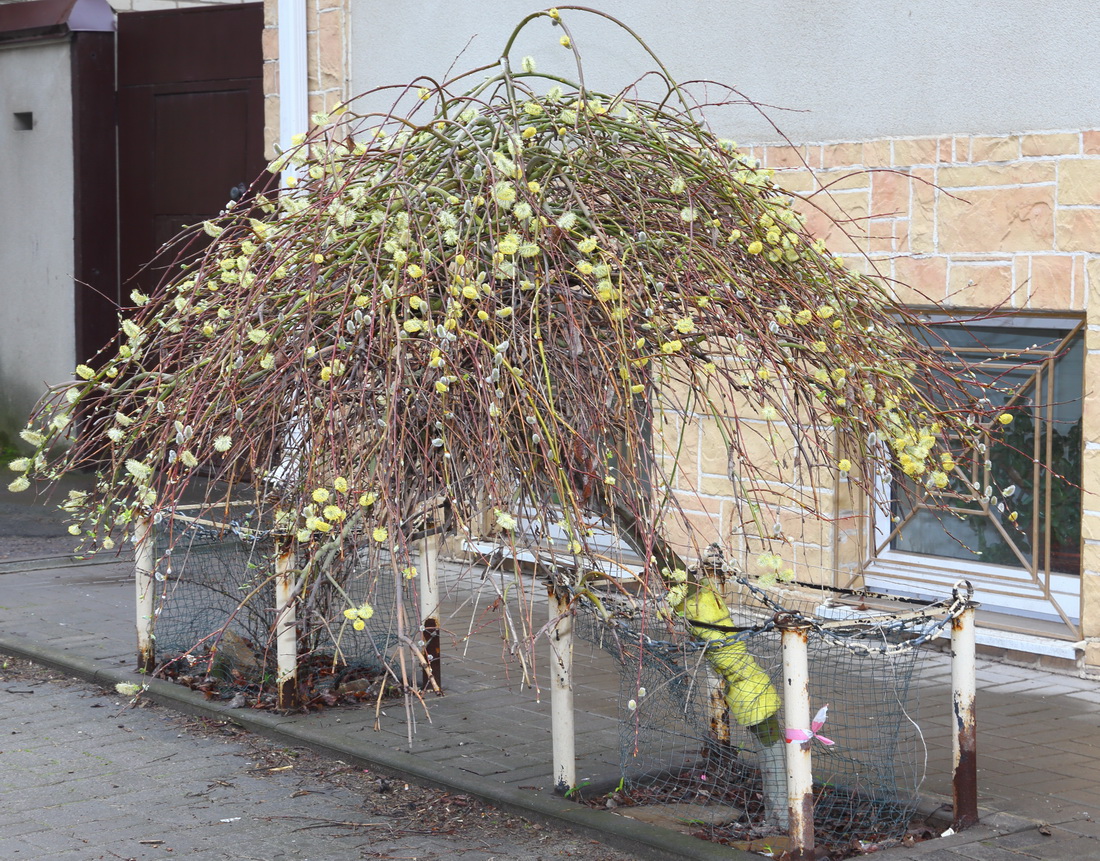 Image of Salix caprea specimen.