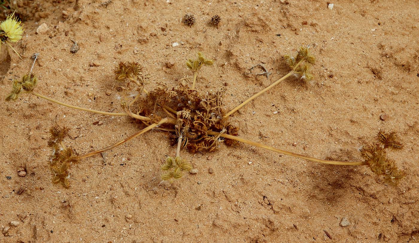 Image of Daucus glaber specimen.