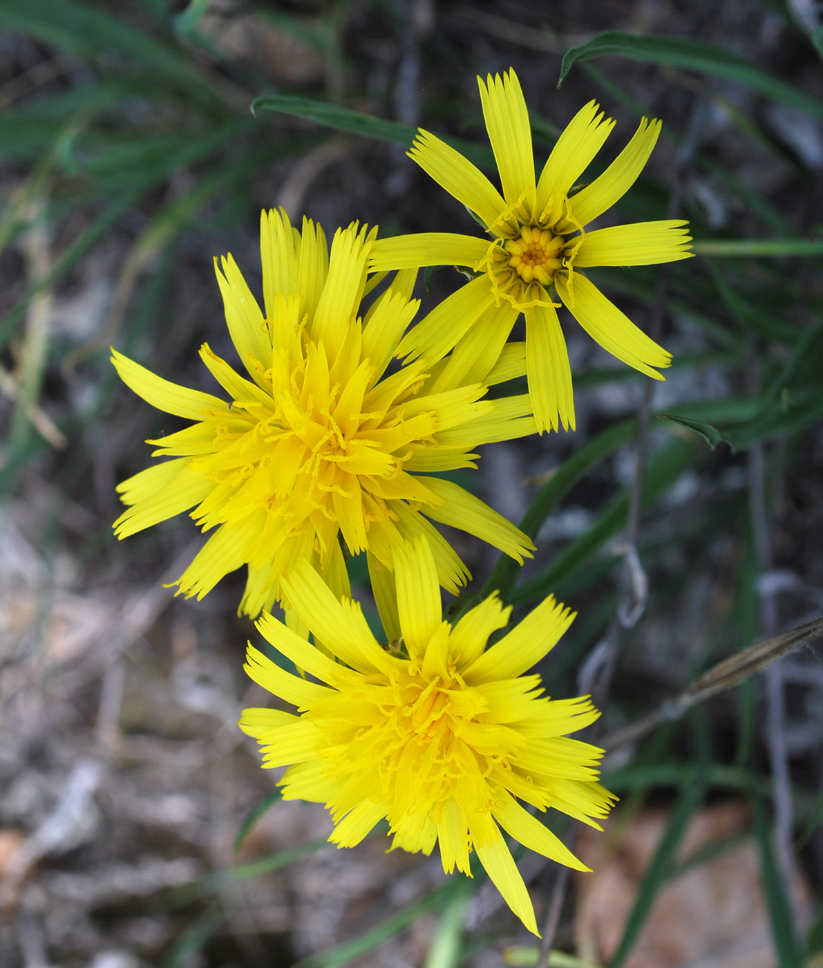 Image of Scorzonera austriaca specimen.