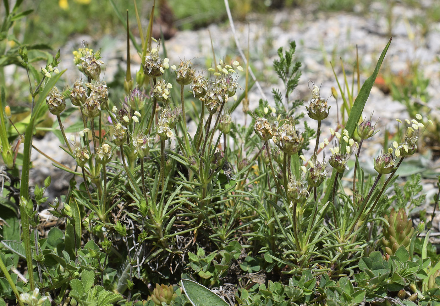 Image of Plantago sempervirens specimen.