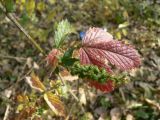 Agrimonia eupatoria. Соплодие и лист в осенней окраске. Хабаровск, ул. Монтажная 15. 09.10.2011.