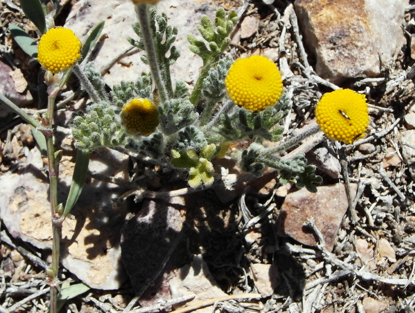 Image of Cancrinia discoidea specimen.