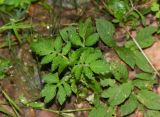 Calceolaria tripartita