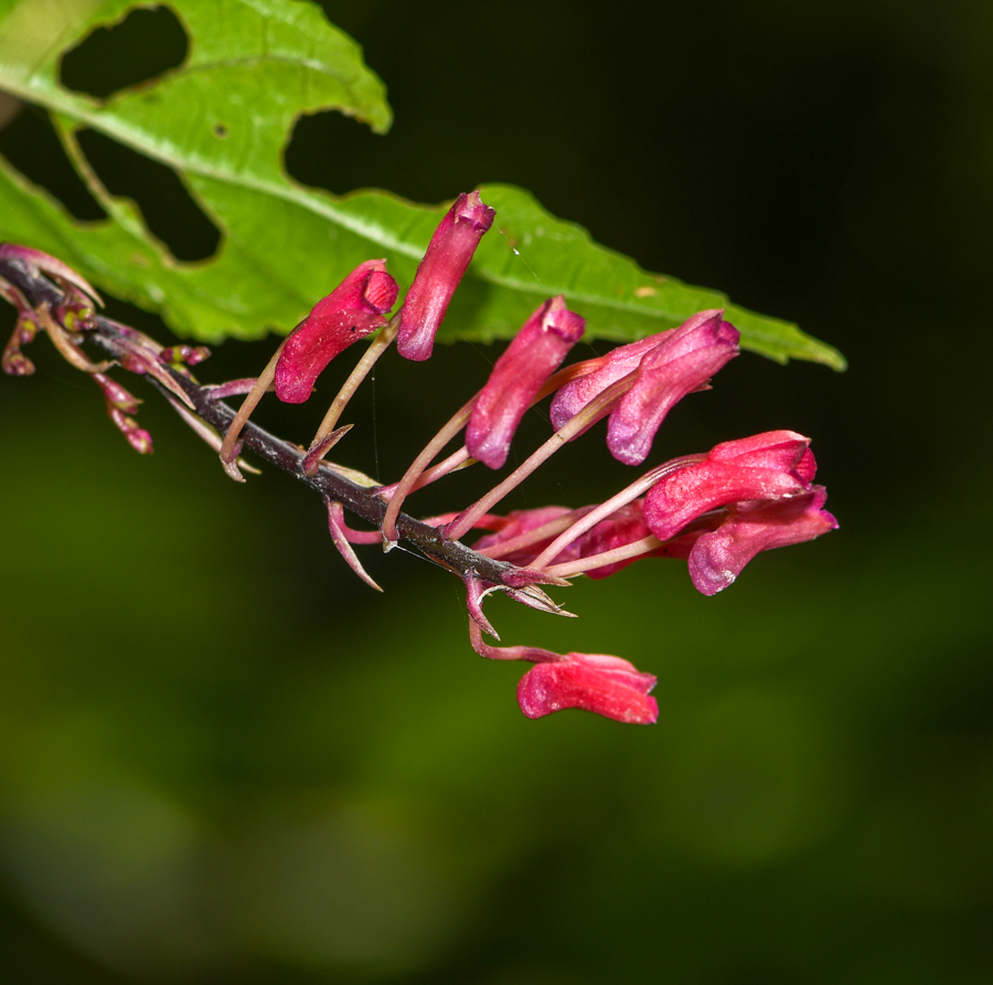 Изображение особи семейство Orchidaceae.