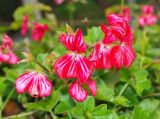 Pelargonium peltatum