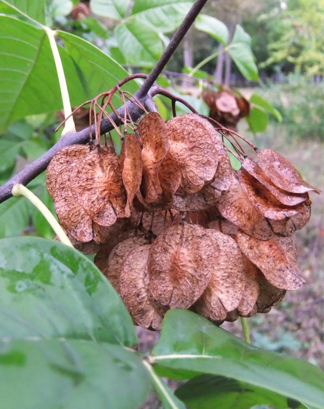 Изображение особи Ptelea trifoliata.