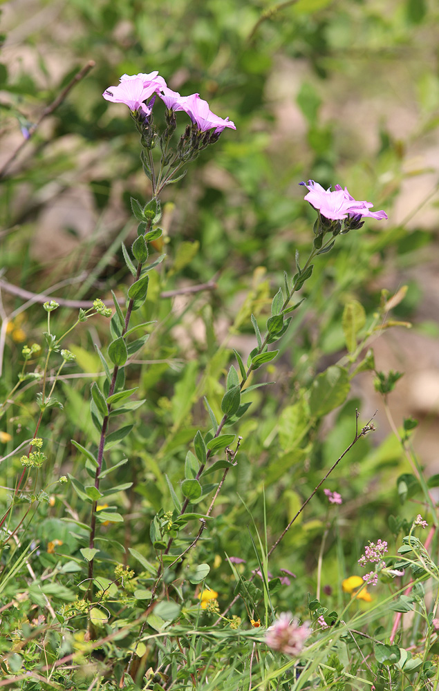 Изображение особи Linum hypericifolium.