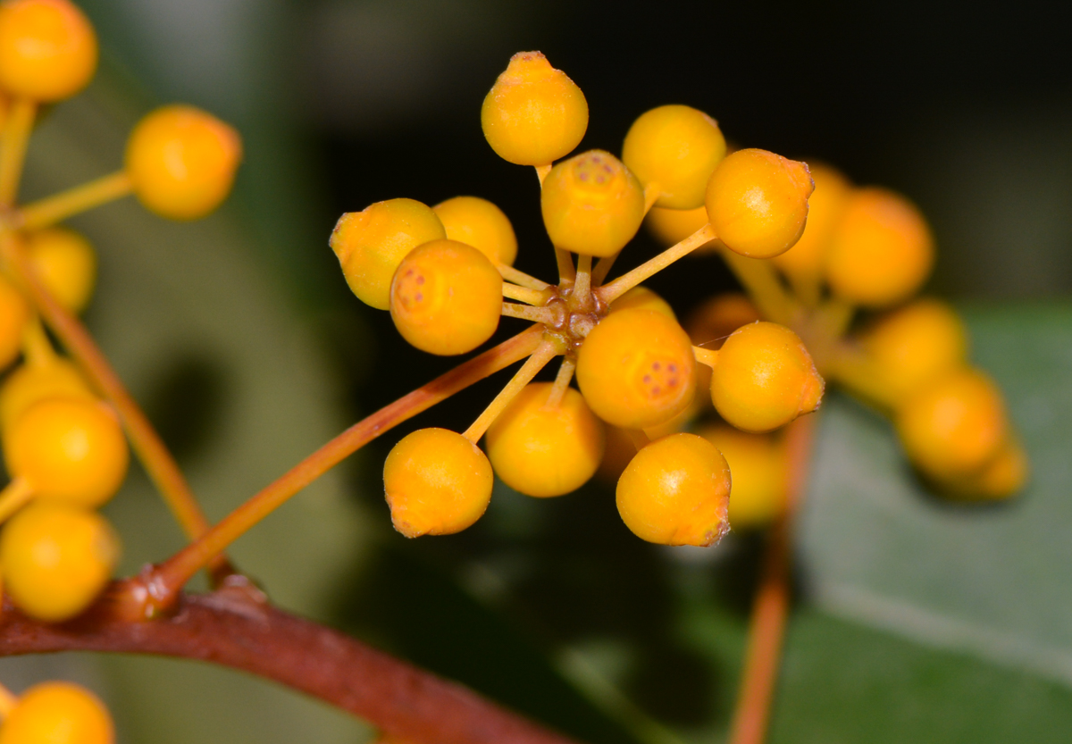 Изображение особи Schefflera digitata.