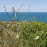 род Sisymbrium