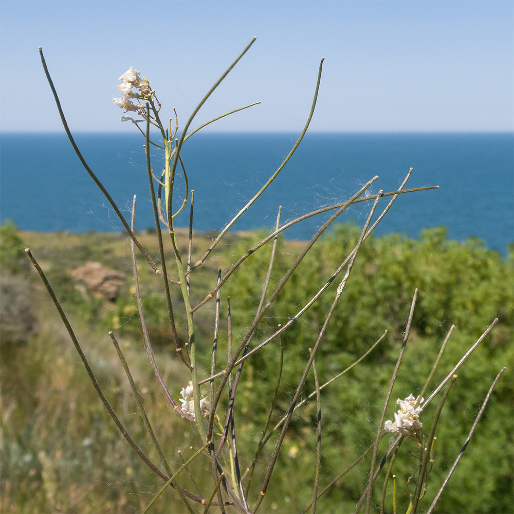 Изображение особи род Sisymbrium.