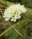 Scabiosa ochroleuca. Соцветие. Юго-восточный Казахстан, хр. Кетмень, 6 августа 2007 г.