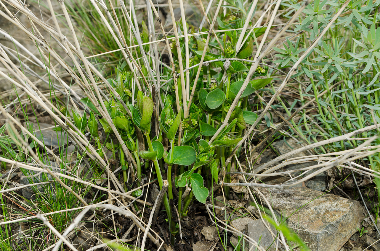 Image of Vincetoxicum hirundinaria specimen.