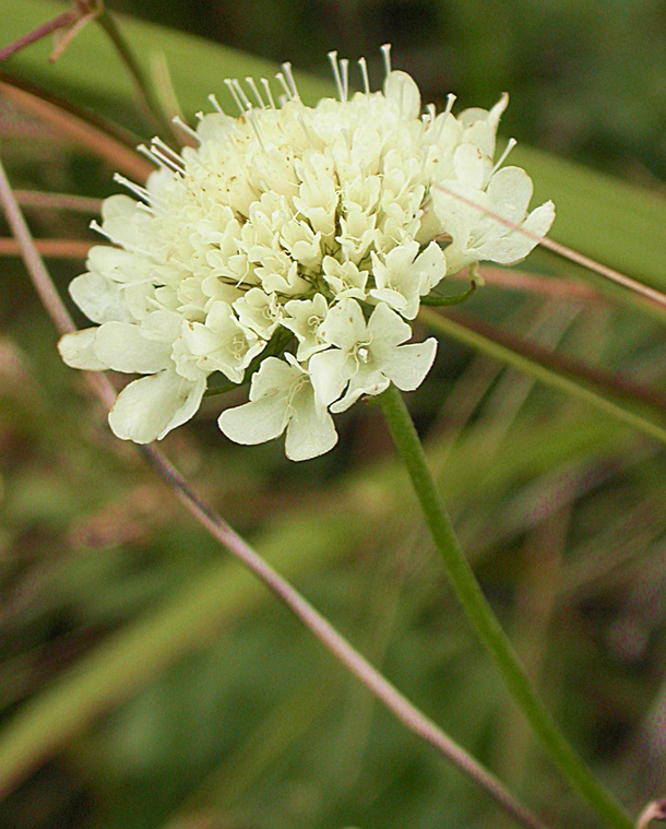 Изображение особи Scabiosa ochroleuca.