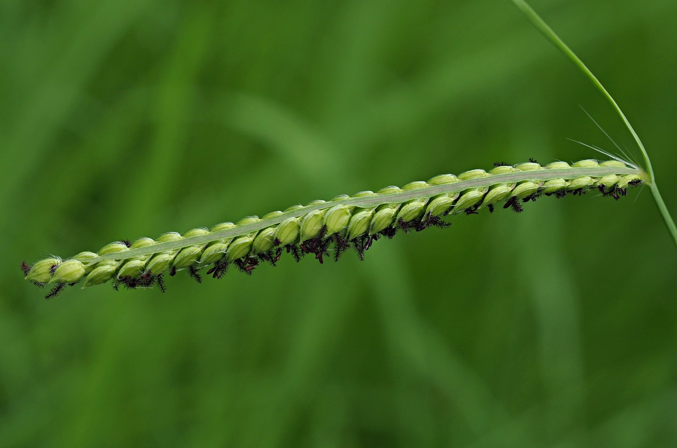 Изображение особи Paspalum dilatatum.