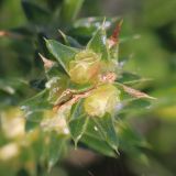 Salsola pontica. Верхушка побега с плодами. Ростовская обл., Неклиновский р-н, Лакедемоновское с/п, Беглицкая коса, на супралиторали. 15.09.2021.