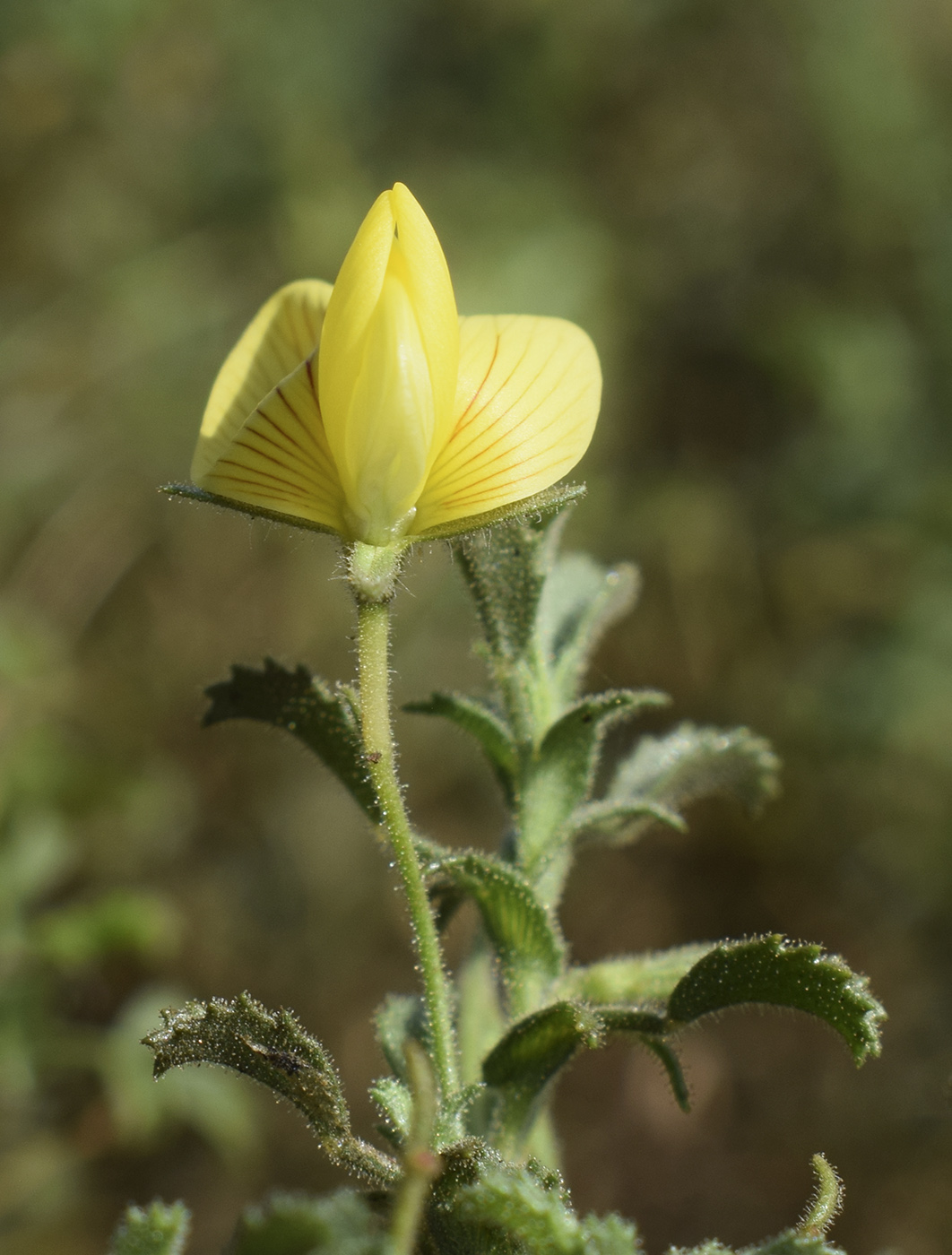 Изображение особи Ononis natrix ssp. ramosissima.