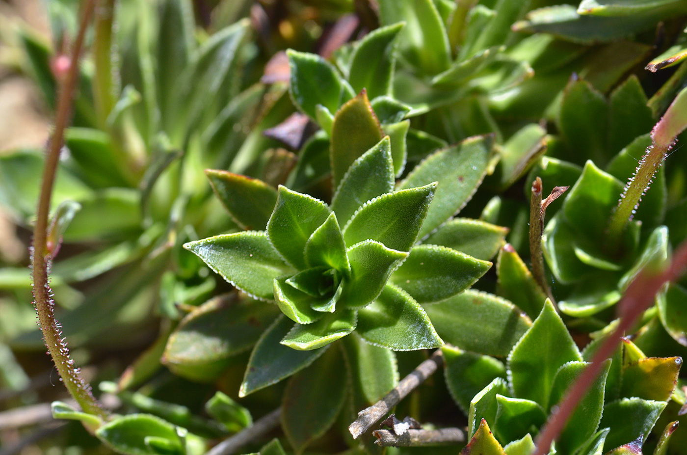 Изображение особи Saxifraga kolenatiana.