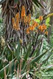 Aloe brevifolia. Цветущее растение. Израиль, г. Иерусалим, ботанический сад университета. 01.05.2019.