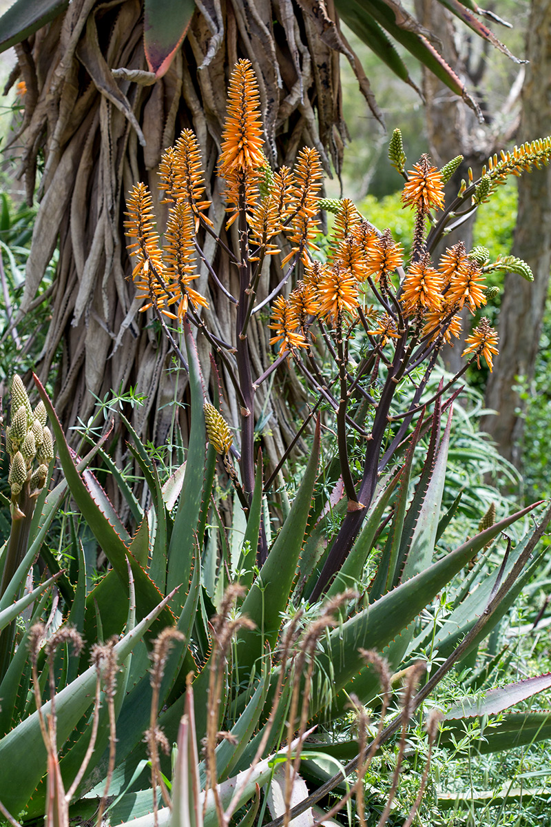 Изображение особи Aloe brevifolia.