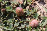 Trifolium bonannii