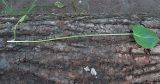Eryngium planum. Лист с длинным черешком. Ульяновск, Заволжский р-н, широколиственный лес. 29.05.2021.