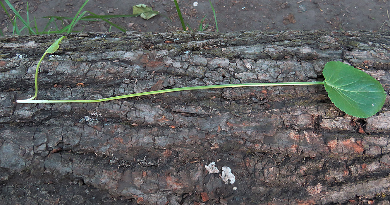 Image of Eryngium planum specimen.