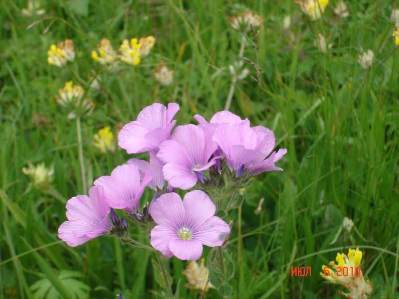 Image of Linum hypericifolium specimen.