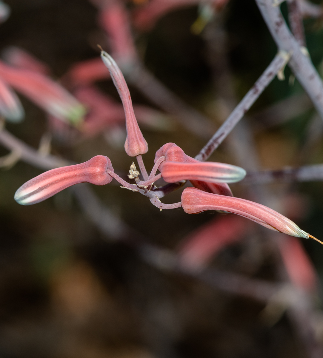 Image of Aloe karasbergensis specimen.