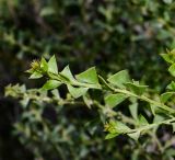 Acacia truncata