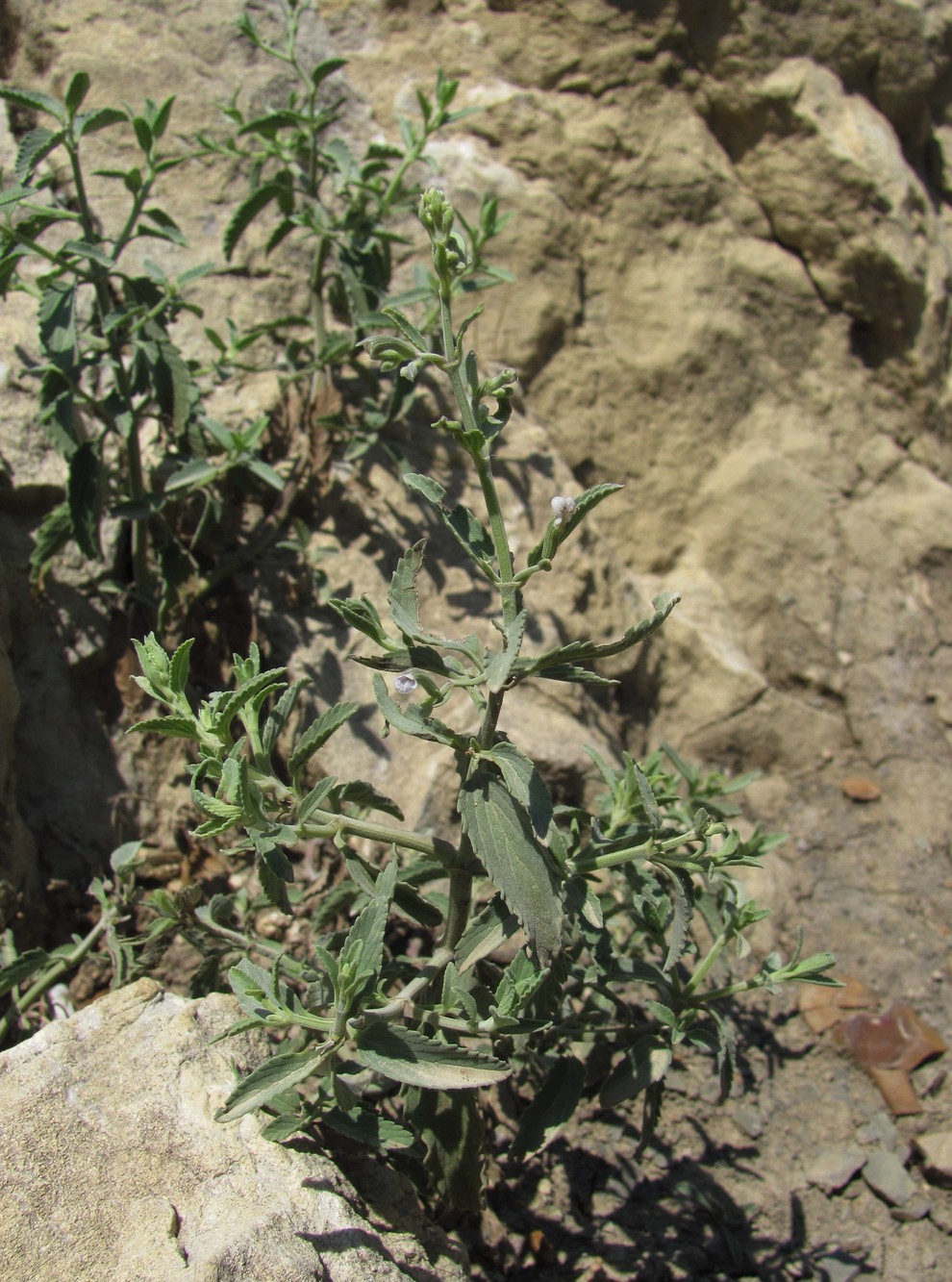 Image of Nepeta biebersteiniana specimen.