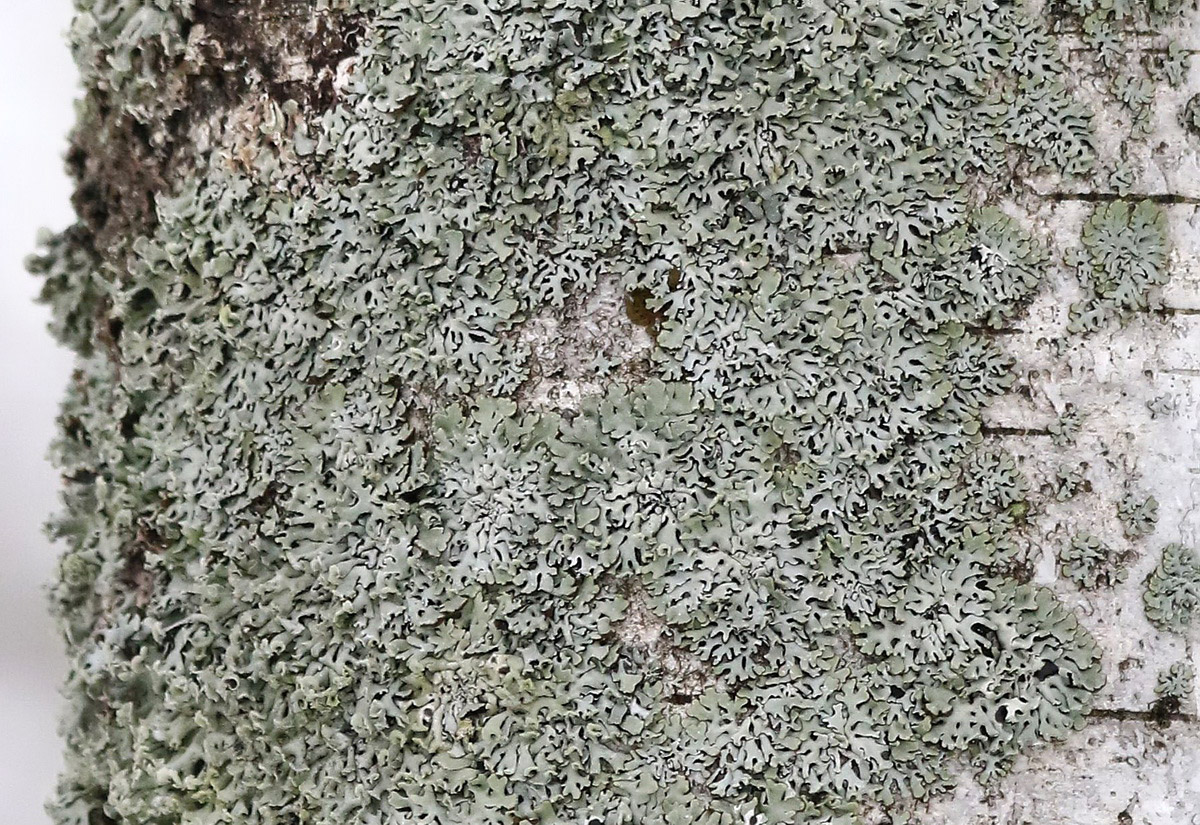 Изображение особи семейство Parmeliaceae.