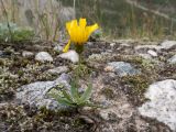 genus Hieracium. Цветущее растение. Кабардино-Балкария, Черекский р-н, Кабардино-Балкарский высокогорный заповедник, Черек-Безенгийское ущелье, окр. альплагеря \"Безенги\", ≈ 2200 м н.у.м., отложенная боковая морена, альпийский луг. 17.08.2021.