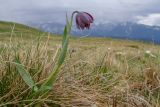 род Fritillaria