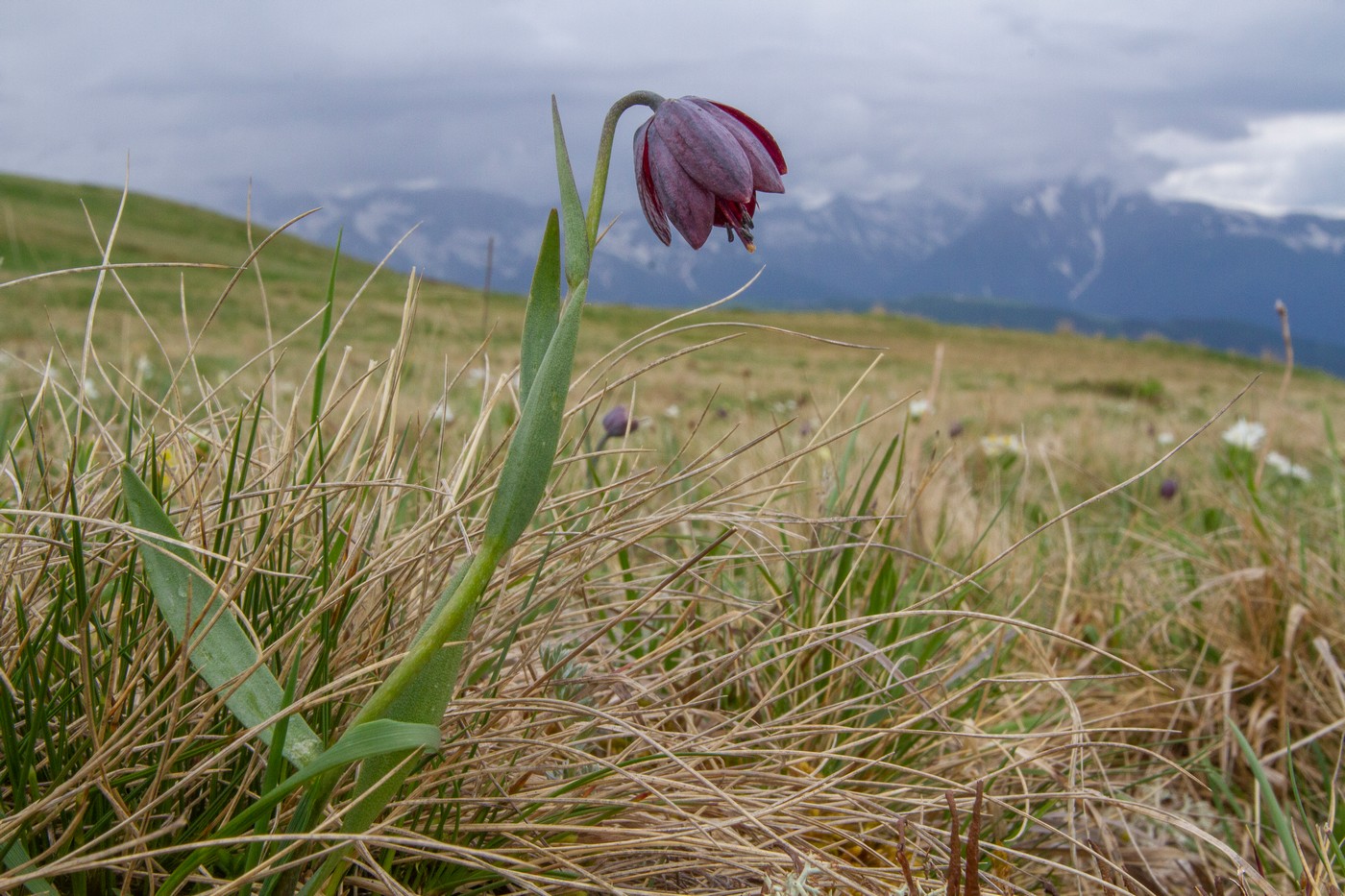 Изображение особи род Fritillaria.