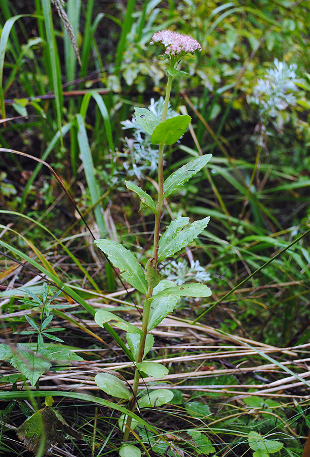 Image of genus Hylotelephium specimen.