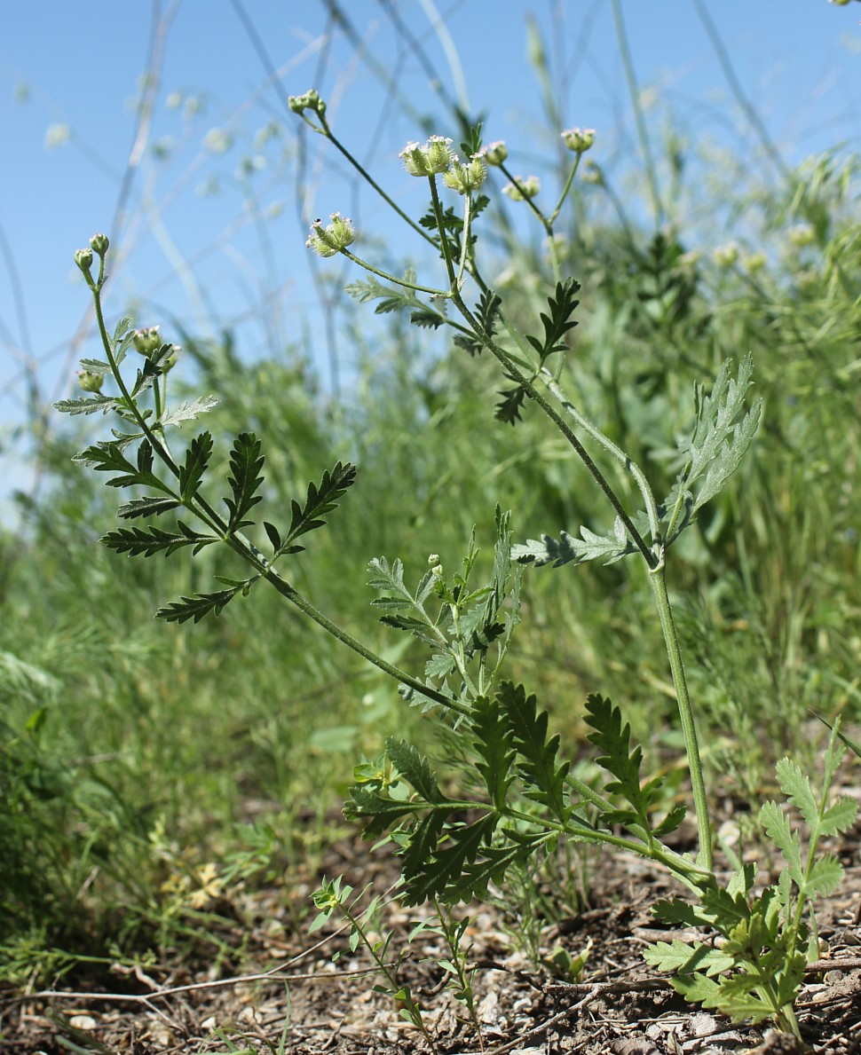 Image of Turgenia latifolia specimen.