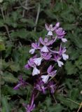 Orchis anatolica. Соцветие. Израиль, Иудейские горы, округ Гуш Эцион, окр. поселения Мигдаль Оз, насаженная сосновая роща. 04.04.2022.