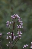 Trachomitum lancifolium