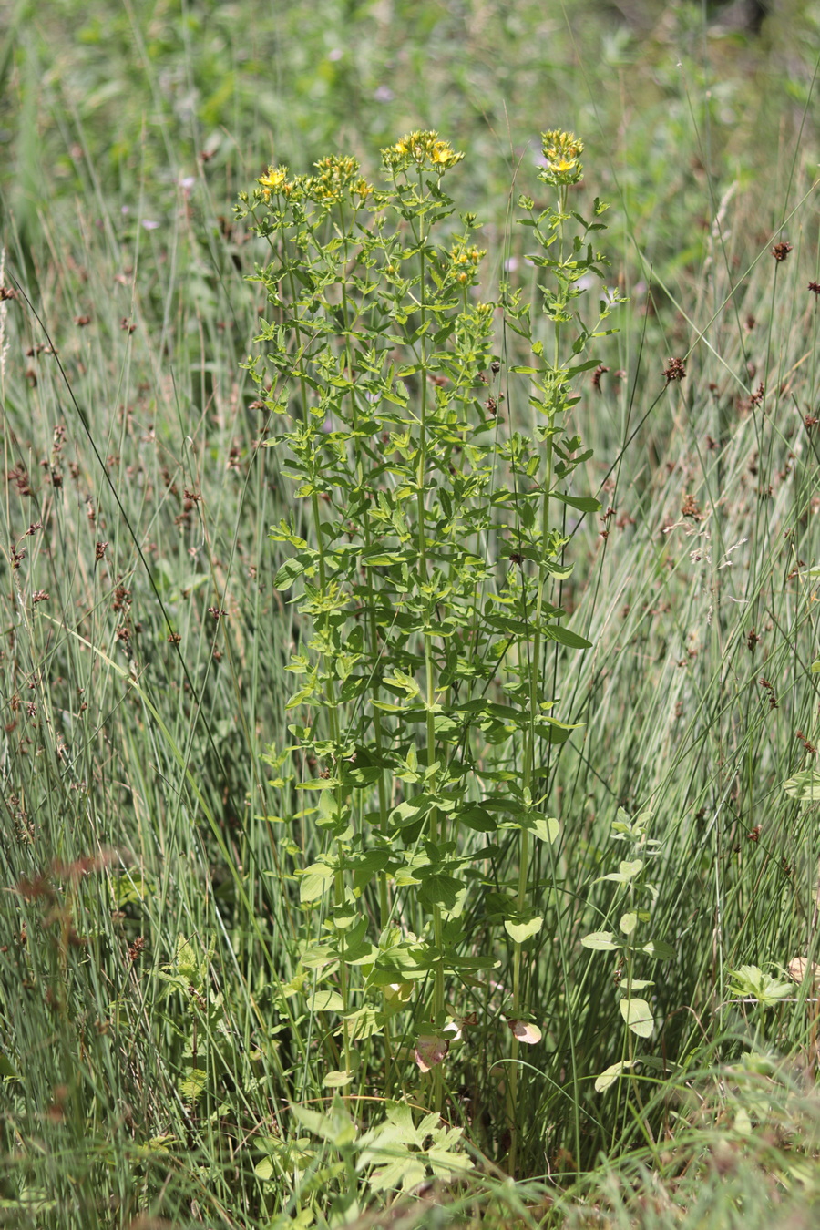 Image of Hypericum tetrapterum specimen.