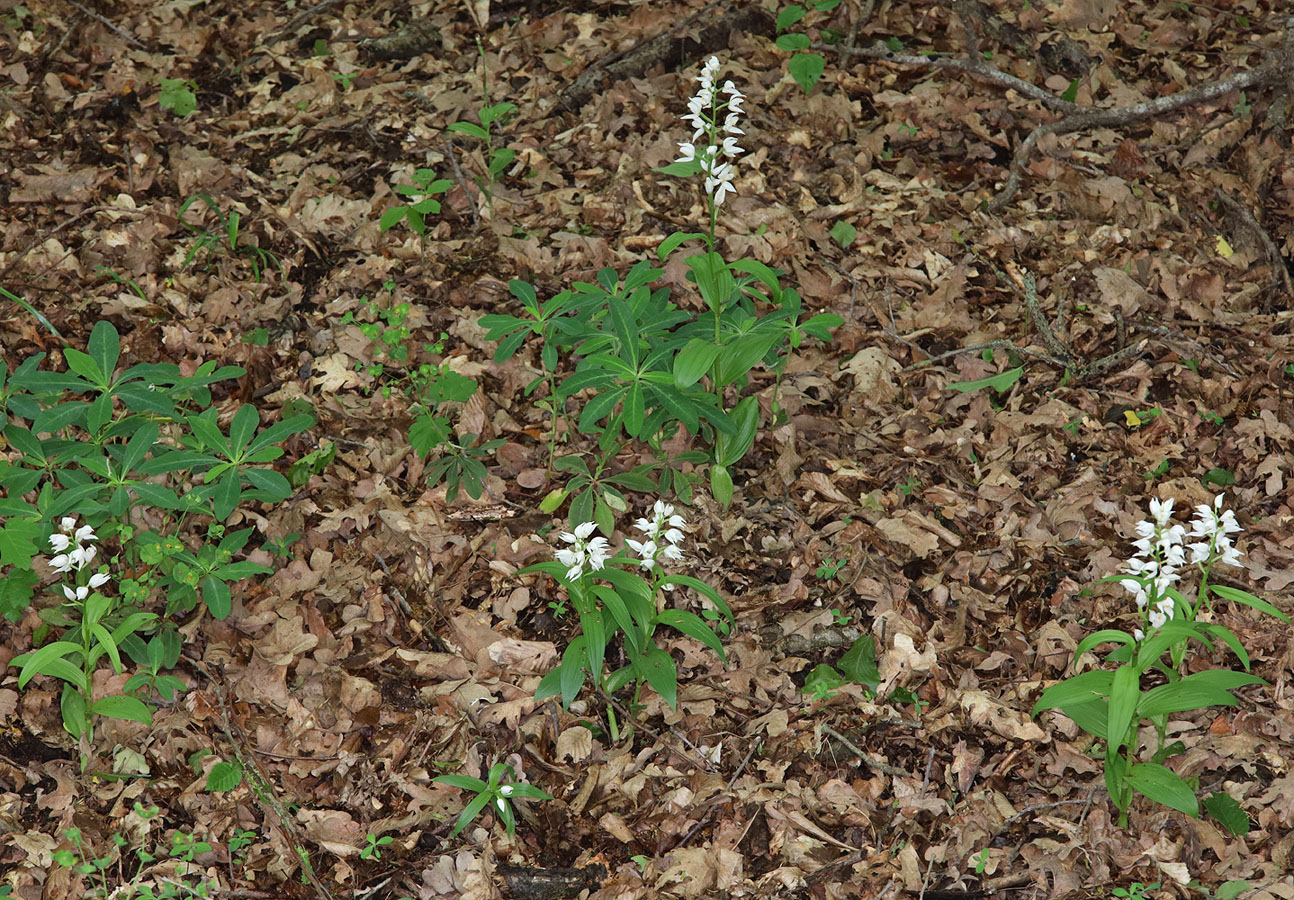 Image of Cephalanthera longifolia specimen.