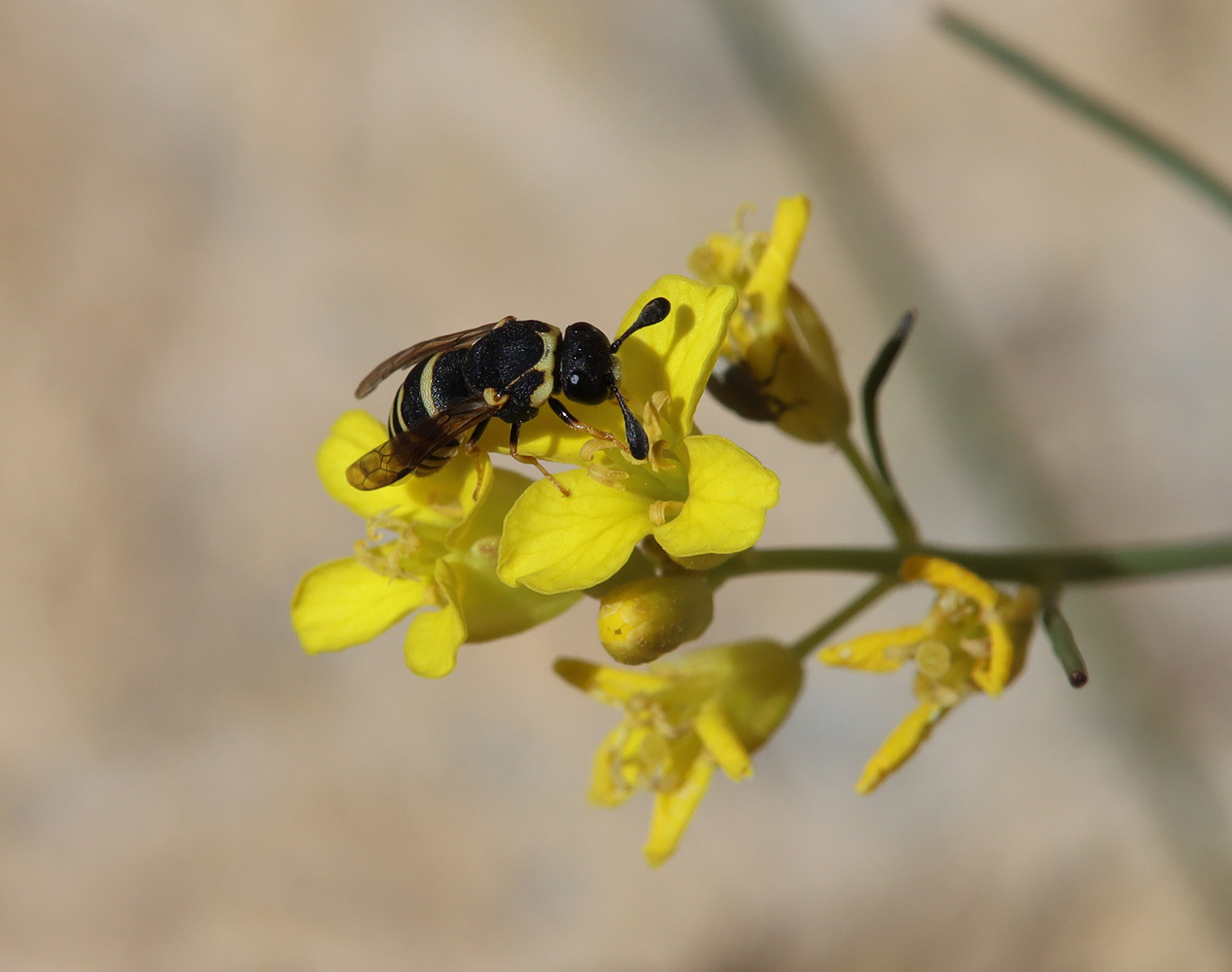 Image of Sisymbrium polymorphum specimen.