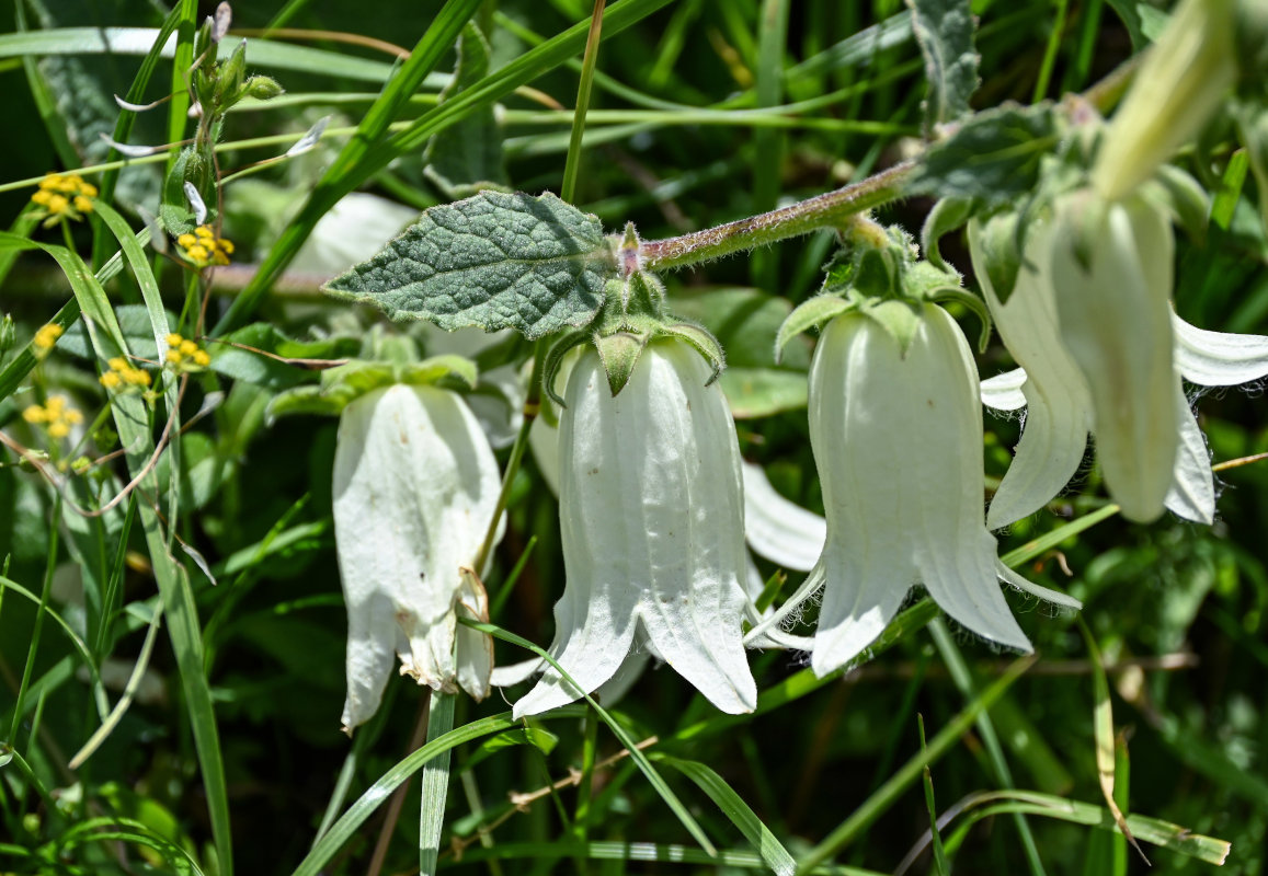 Изображение особи Campanula alliariifolia.
