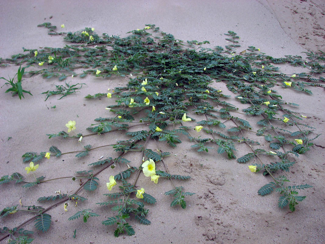 Image of Tribulus zeyheri specimen.