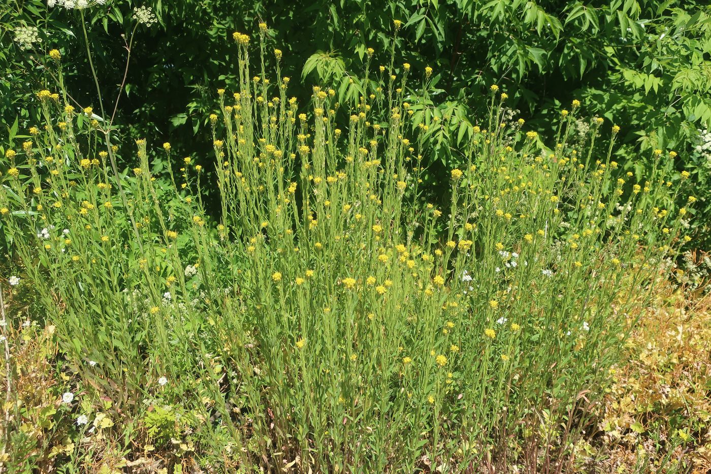 Image of Erysimum hieraciifolium specimen.