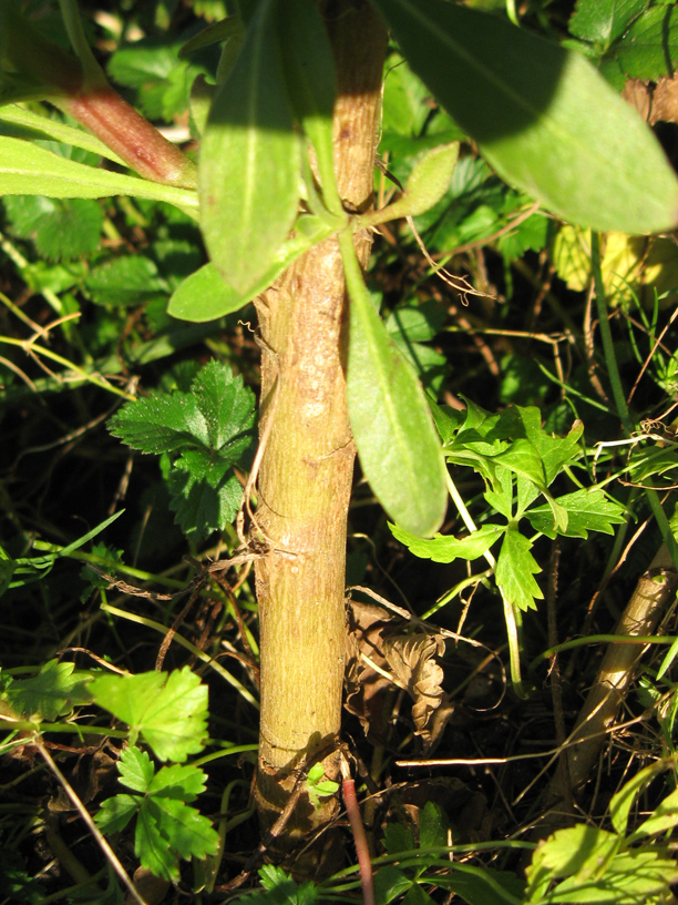 Image of Dimorphotheca ecklonis specimen.