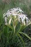 Crinum asiaticum. Цветущее растение. Австралия, штат Северная Территория, национальный парк \"Judbarra\". 13.12.2010.