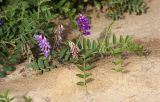 Vicia amoena