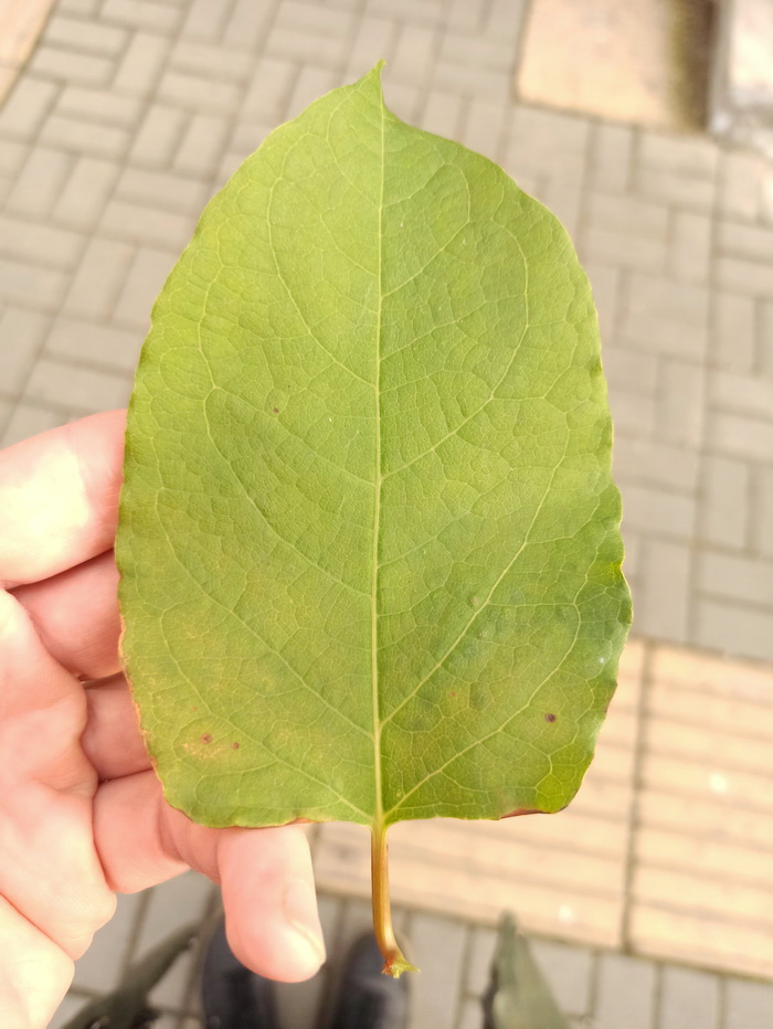 Image of Reynoutria japonica specimen.